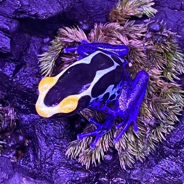 （生体）アイゾメヤドクガエル（コバルト） コバルト