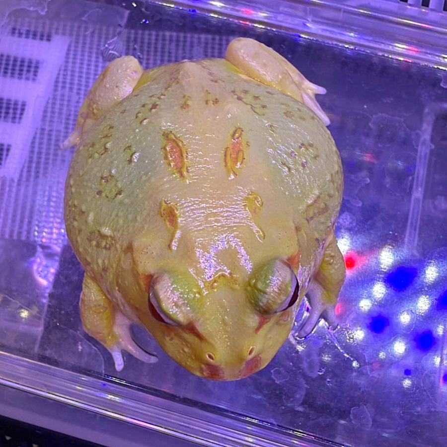 カエル 生体）クランウェルツノガエル（ライムグリーン） : エス・ティー