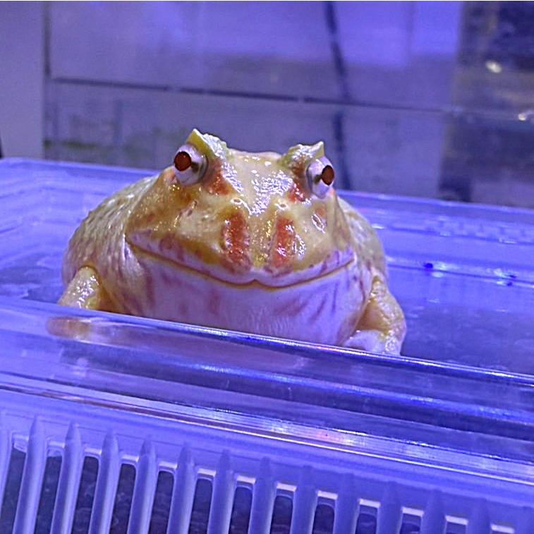 ベルツノガエル特大・緑 2個（ いきもの大図鑑アドバンス ツノガエル｜ガシャポンオフィシャルサイト