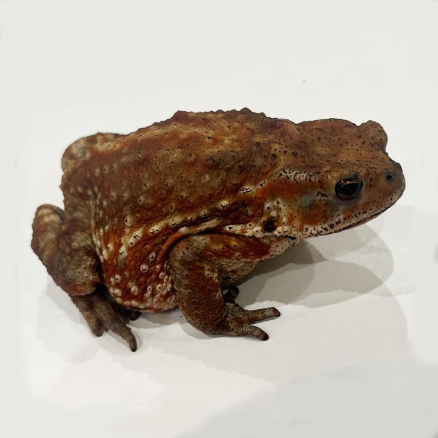 生体）ミヤコヒキガエル : エス・ティー・ワールドいきもの店 - 通販