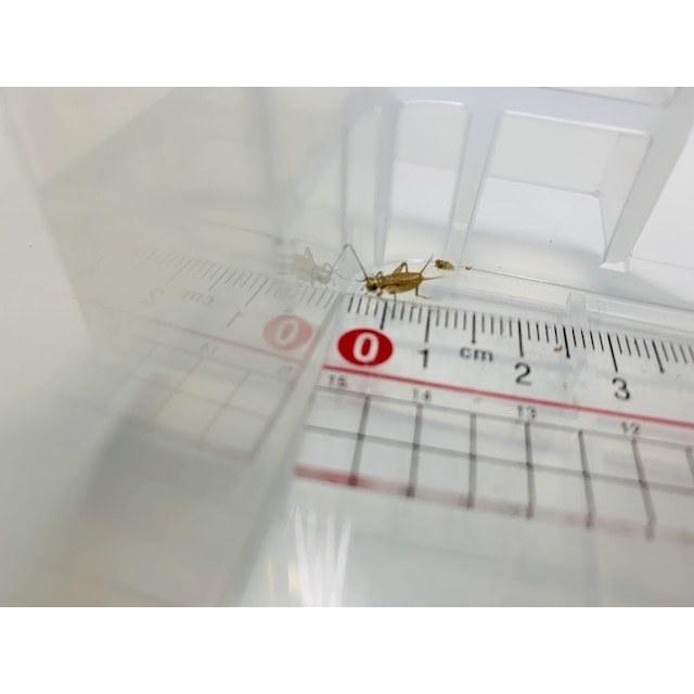 爬虫類・両生類のエサ ADLL30 SS20 SM30 ML30 爬虫類・両生類のエサ ADLL30 SS20 SM30 ML30 両生類の餌 両生類