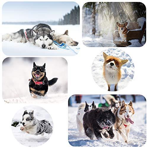 OTOKU 犬用レインコート 快適 いい素材 レインコート ペットレインコート カッパ 犬用合羽 小型犬 中型犬 大型犬｜style-plus-one｜05