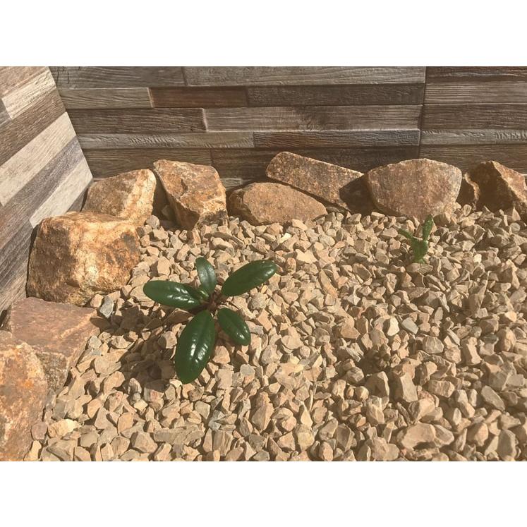 庭石 ロックガーデン 石 割栗石 ブラウン 茶色 ガーデニング石