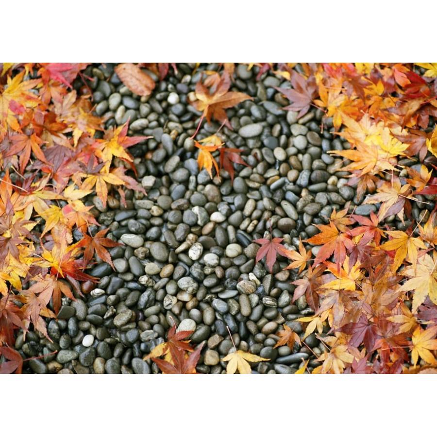 和風玉砂利と御影石9個 玉砂利 敷き 砂利 石 和風 庭 敷く 御浜玉石 玉石 ミックス