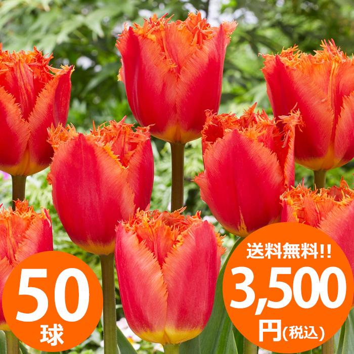 どんな花が咲くか今から春が楽しみ！ チューリップ球根 品種ミックス