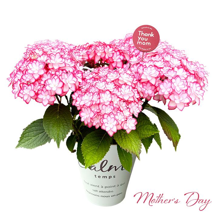 あじさい油絵母の日ギフト あじさい油絵母の日ギフト