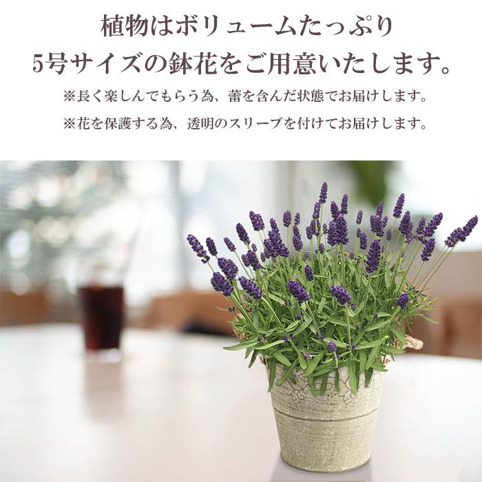 母の日 プレゼント 花 ラベンダー５号 ブリキバスケット 5月8日 鉢花 フラワーギフト 送料無料 沖縄 離島を除く Haha 18 09 Style1187 通販 Yahoo ショッピング