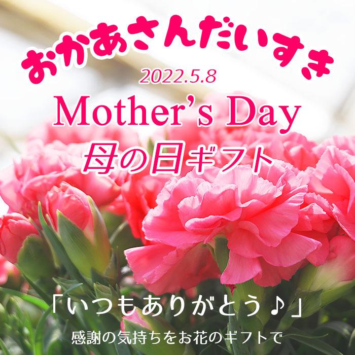 母の日 プレゼント 花 寄せ植え タル型鉢 白 5月9日 鉢花 フラワーギフト 送料無料 沖縄 離島を除く Haha 06 Style1187 通販 Yahoo ショッピング