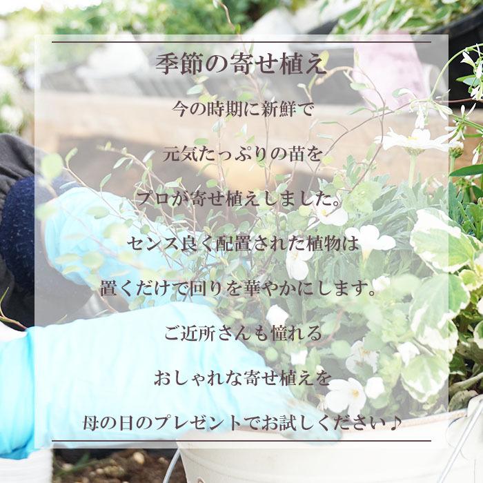 母の日 プレゼント 花 寄せ植え タル型鉢 白 5月9日 鉢花 フラワーギフト 送料無料 沖縄 離島を除く Haha 06 Style1187 通販 Yahoo ショッピング