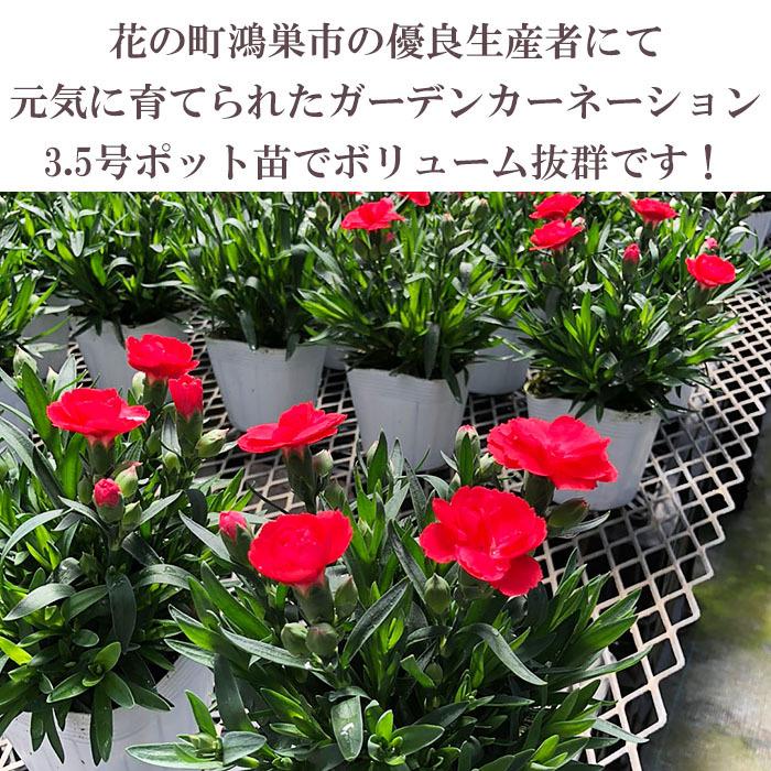 母の日 プレゼント 花 ガーデンカーネーション3 5号ダブルバスケット 5月8日 鉢花 フラワーギフト 送料無料 沖縄 離島を除く Haha 11 Style1187 通販 Yahoo ショッピング