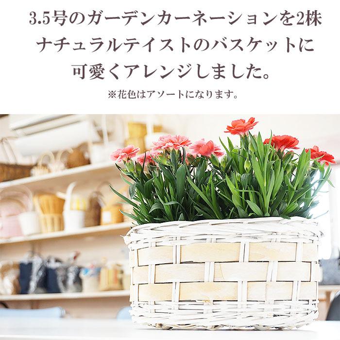 母の日 プレゼント 花 ガーデンカーネーション3 5号ダブルバスケット 5月8日 鉢花 フラワーギフト 送料無料 沖縄 離島を除く Haha 11 Style1187 通販 Yahoo ショッピング
