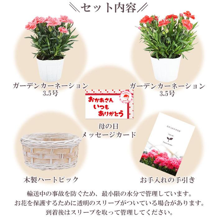 母の日 プレゼント 花 ガーデンカーネーション3 5号ダブルバスケット 5月9日 鉢花 フラワーギフト 送料無料 沖縄 離島を除く Haha 11 Style1187 通販 Yahoo ショッピング