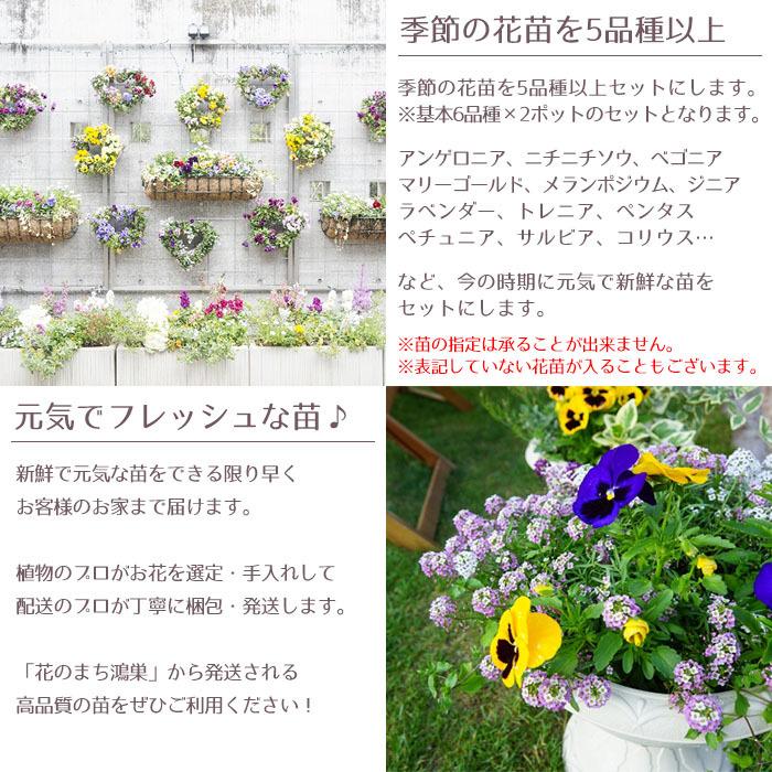 花苗 夏 セット 12ポット 寄せ植えセット おしゃれな寄せ植えが簡単に作れます 送料無料 沖縄 離島を除く Hananae 02 Style1187 通販 Yahoo ショッピング