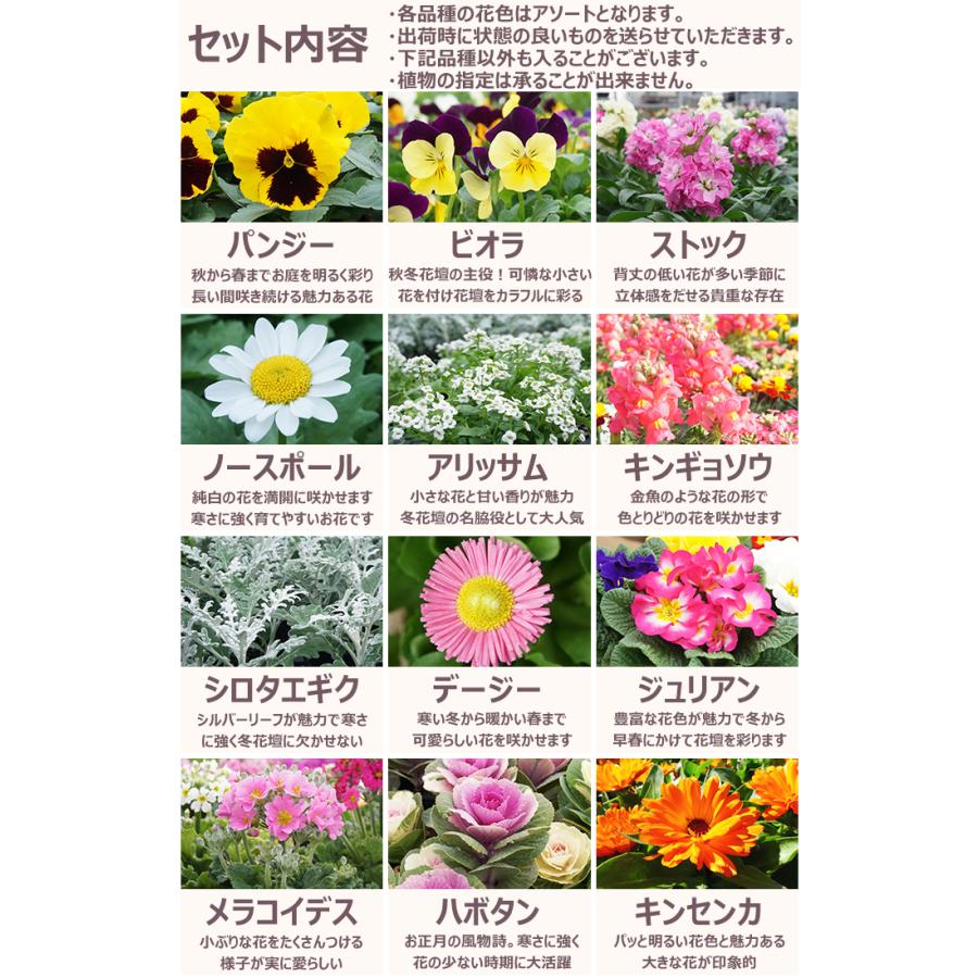 花苗 冬 セット 12ポット＋寄せ植えセット おしゃれな寄せ植えが簡単に