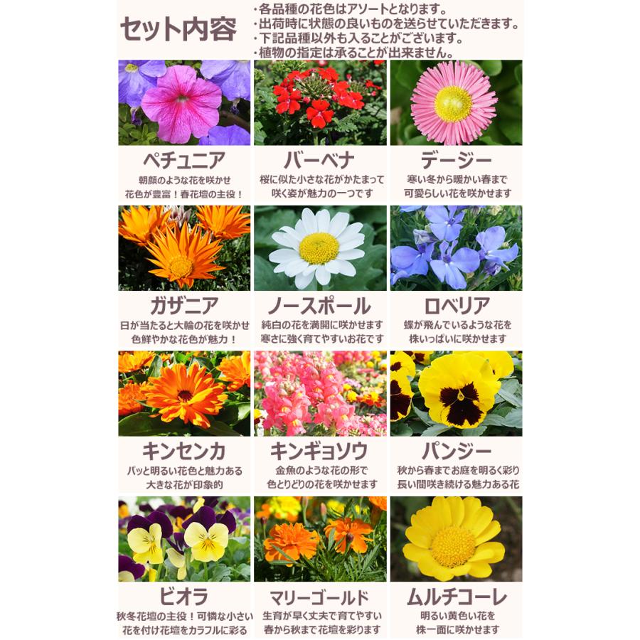 花苗 春 セット 12ポット＋寄せ植えセット おしゃれな寄せ植えが簡単に 