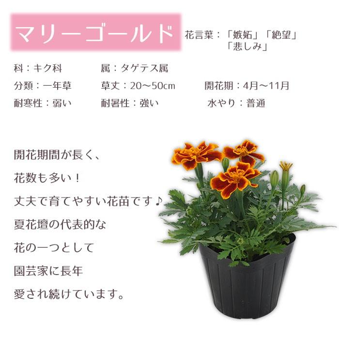 花苗 春 セット マリーゴールド12ポット 寄せ植えセット おしゃれな寄せ植えが簡単に作れます 送料無料 沖縄 離島を除く Hananae 13 Style1187 通販 Yahoo ショッピング