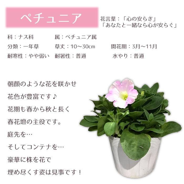 話題の人気 しきみ 50ｃｍ 60cm Nerima Idc Or Jp