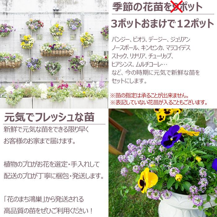 当店10周年記念！花苗 春冬 セット 季節の花苗おまかせ9ポット 今だけ3ポット増量中！ガーデニング 花壇 送料無料 沖縄・離島を除く |  | 02