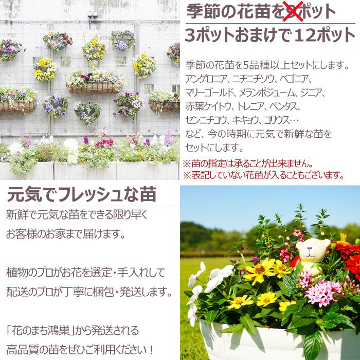 今だけ増量中！花苗 夏 セット 季節の花苗おまかせ9ポット 今だけ9