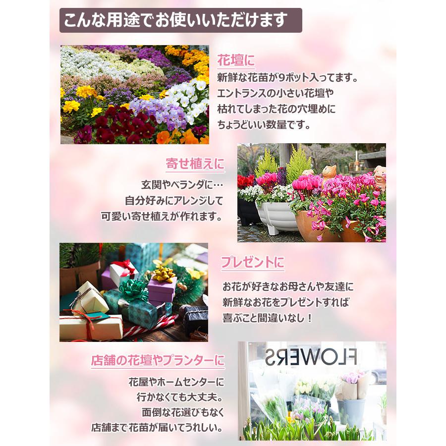 当店10周年記念！花苗 春冬 セット 季節の花苗おまかせ9ポット 今だけ3ポット増量中！ガーデニング 花壇 送料無料 沖縄・離島を除く |  | 04