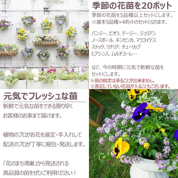 花苗 春冬 セット 季節の花苗おまかせ20ポット ガーデニング 花壇 送料