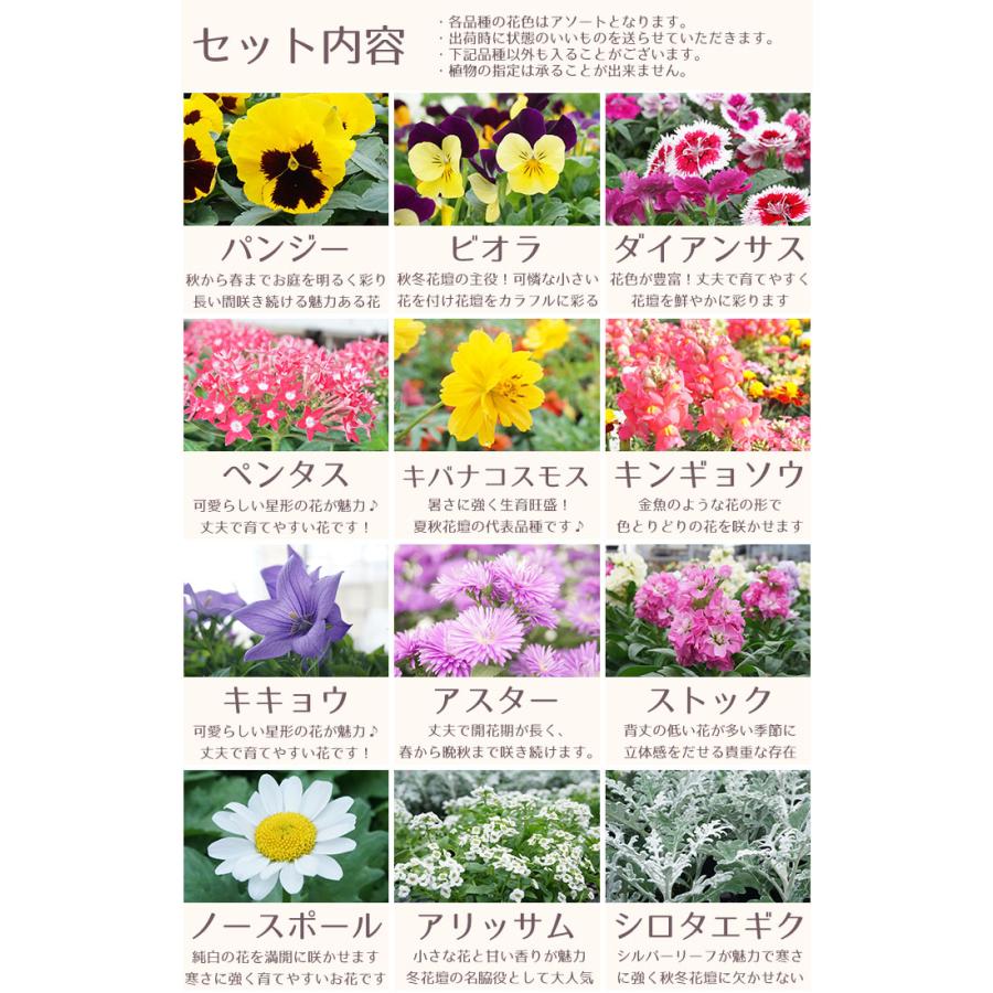 花苗 秋 冬 セット 季節の花苗おまかせポット ガーデニング 花壇 送料無料 沖縄 離島を除く Hananae 33 Style1187 通販 Yahoo ショッピング