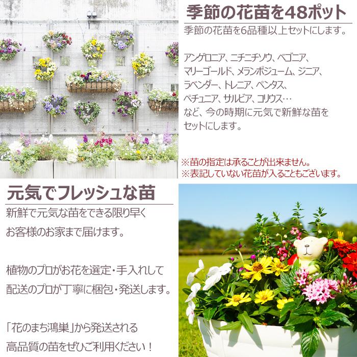 花苗 春 セット 季節の花苗おまかせ48ポット ガーデニング 花壇 送料無料 沖縄・離島を除く｜style1187｜03