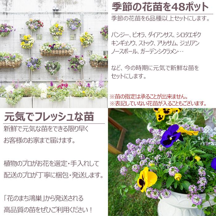 花様 北島園芸オリジナル】 八重咲きニチニチソウ・ミラシリーズ