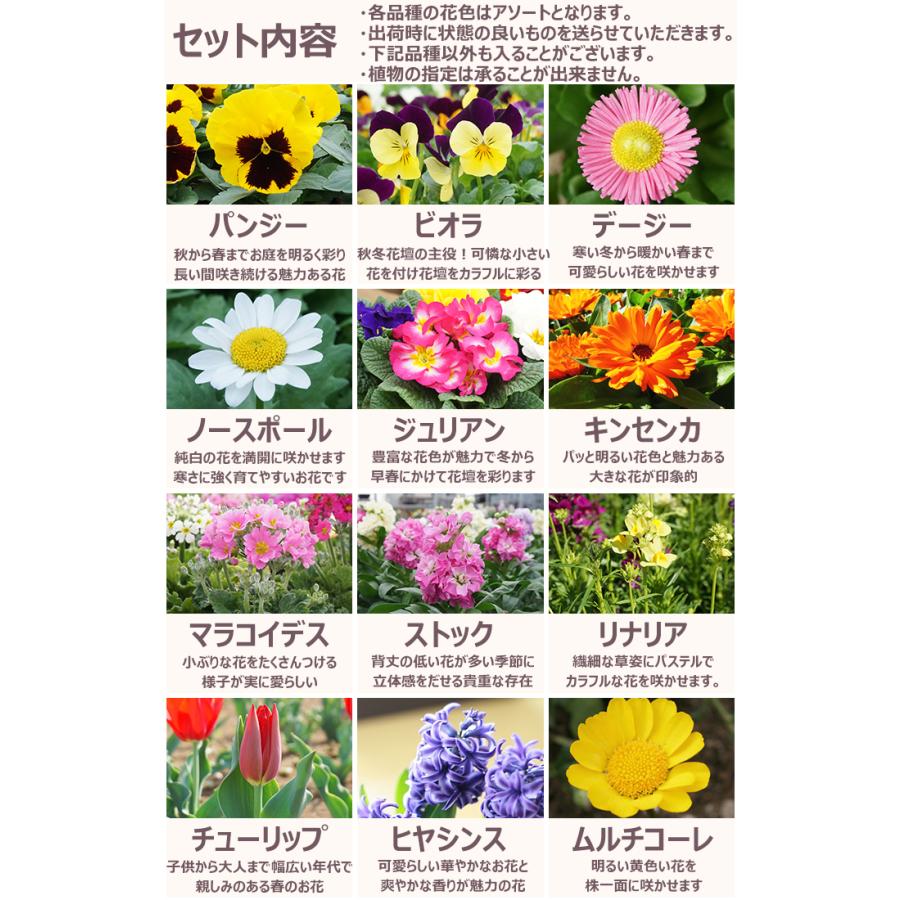 花苗 春冬セット 季節の花苗おまかせ48ポット ガーデニング 花壇 送料