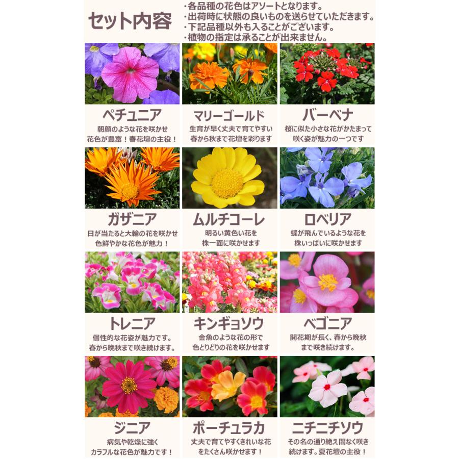 花苗 春セット 季節の花苗おまかせ48ポット ガーデニング 花壇 送料