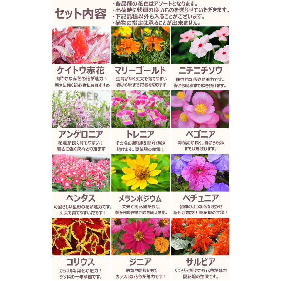 花苗 夏セット 季節の花苗おまかせ48ポット ガーデニング 花壇 送料