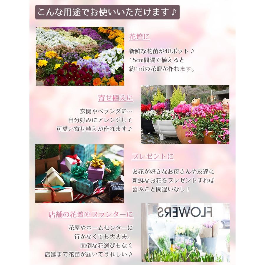 花苗 冬春 セット 季節の花苗おまかせ48ポット ガーデニング 花壇 送料無料 沖縄 離島を除く Hananae 34 Style1187 通販 Yahoo ショッピング