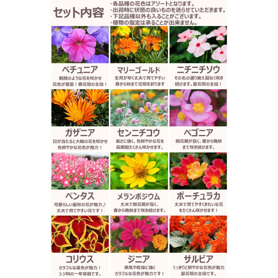 花苗 春夏 セット 季節の花苗おまかせ96ポット ガーデニング 花壇 送料