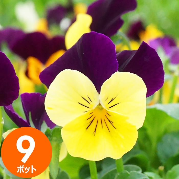 花苗 冬 セット ビオラ 苗 9ポット ガーデニングに最適です 送料無料 沖縄 離島を除く Hananae 37 Style1187 通販 Yahoo ショッピング