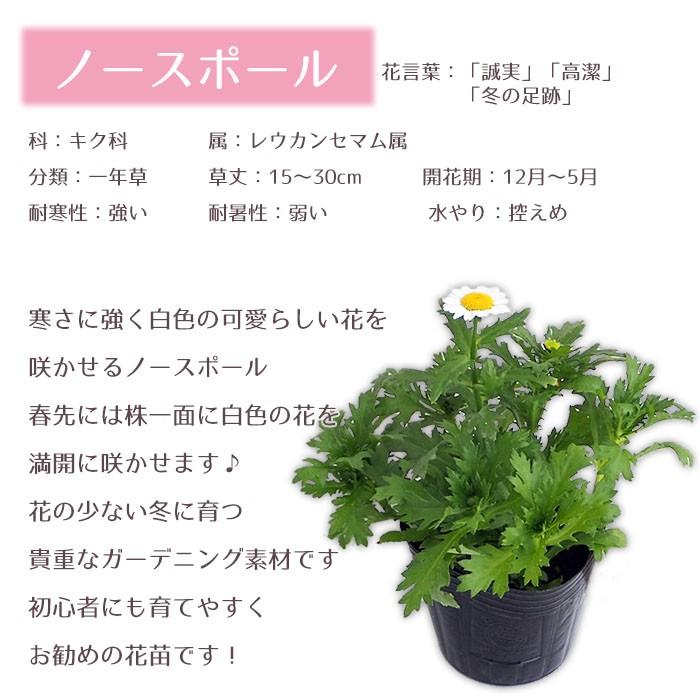 花苗 春 セット ノースポール 苗 9ポット ガーデニングに最適です 送料無料 沖縄 離島を除く Hananae 38 Style1187 通販 Yahoo ショッピング