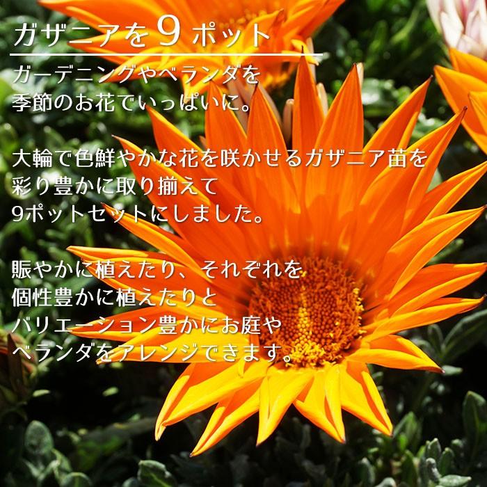 商品 花苗 春 ガザニア 花色おまかせ9ポットセット ガーデニングに最適です 送料無料 沖縄 離島を除く East Wind Jp