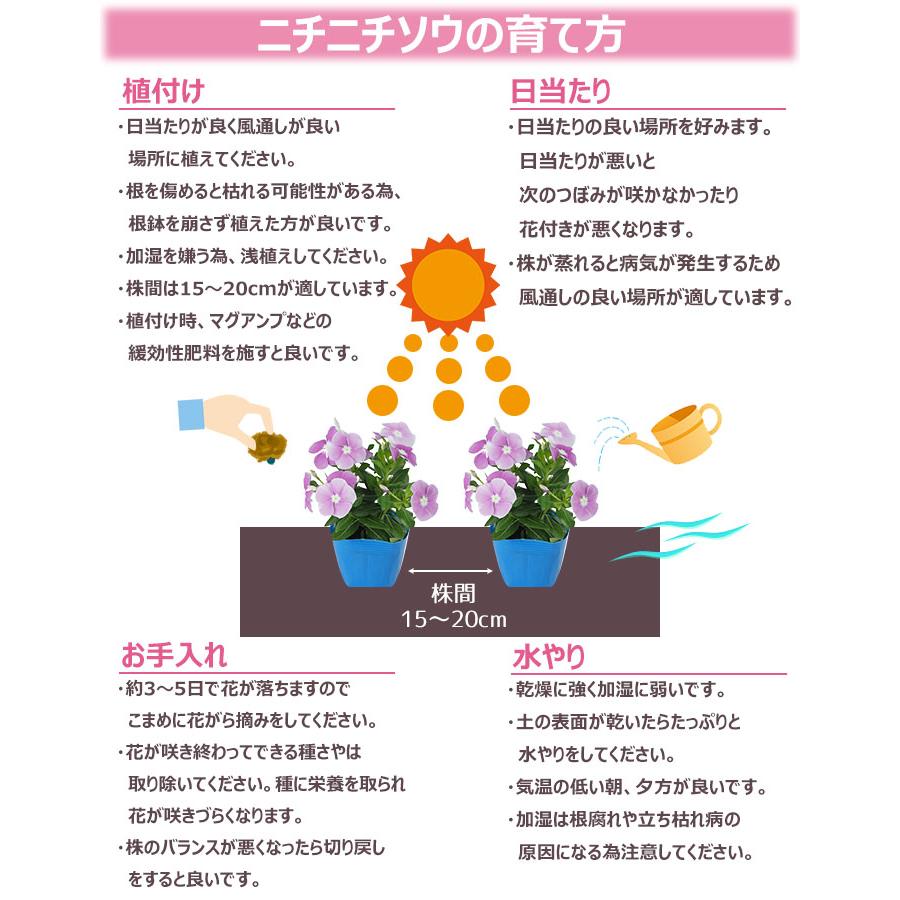 苗木・植木 【翌日発/沖縄離島】プルメリア 6種ミックス 5号 6鉢セット