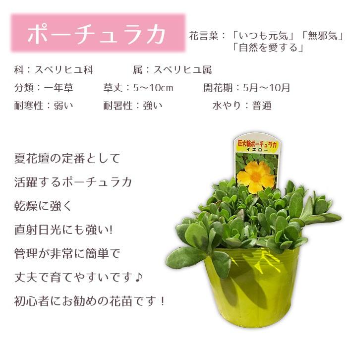 レタス 種 種子 野菜 ｌコート五千粒ビン 野菜種 野菜種子