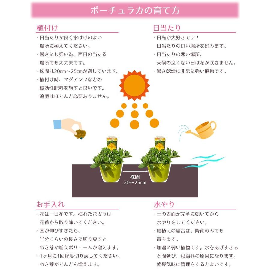 21年製 花苗 春夏 ポーチュラカ 花色おまかせ9ポットセット ガーデニングに最適です 送料無料 沖縄 離島を除く Heartlandgolfpark Com