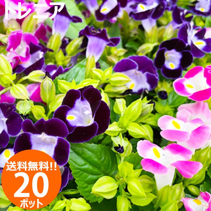 花苗 夏 トレニア 苗 花色おまかせ20ポットセット ガーデニングに最適