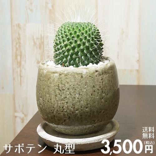 送料無料 観葉植物 小型 おしゃれな室内インテリア サボテン丸型 陶器鉢 Kanyo Gi 09 Style1187 通販 Yahoo ショッピング