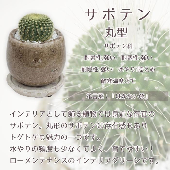 送料無料 観葉植物 小型 おしゃれな室内インテリア サボテン丸型 陶器鉢 Kanyo Gi 09 Style1187 通販 Yahoo ショッピング