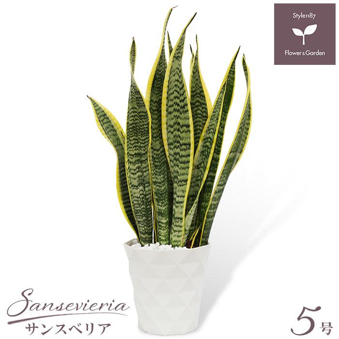 観葉植物 サンスベリア ローレンティー 5号 プラ鉢 ダイヤモンド 中型