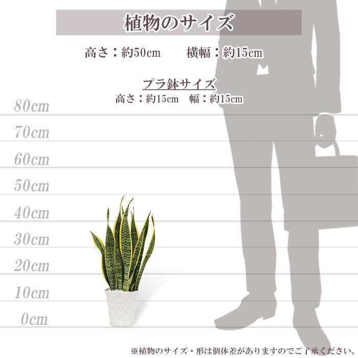 観葉植物 サンスベリア ローレンティー 5号 プラ鉢 ダイヤモンド 中型