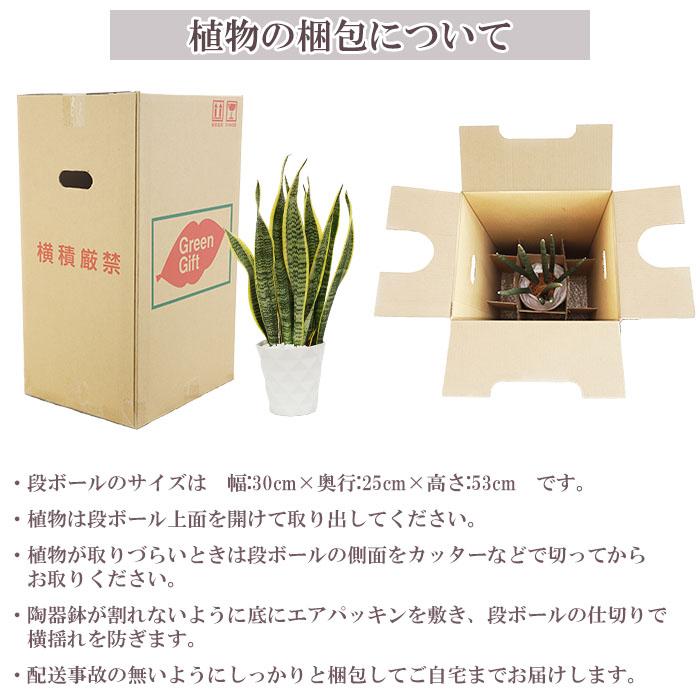 観葉植物 サンスベリア ローレンティー 5号 プラ鉢 ダイヤモンド 中型