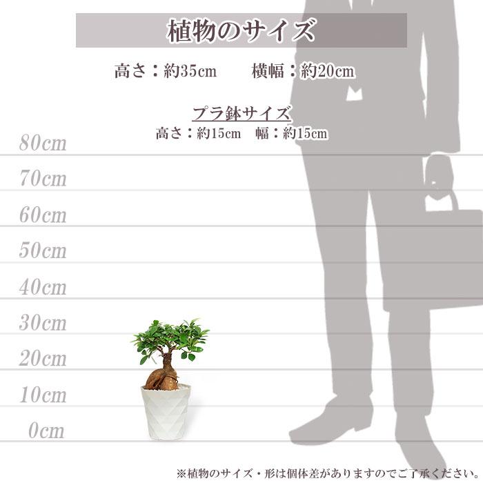 観葉植物 ガジュマル 5号 プラ鉢 ダイヤモンド 中型 インテリア
