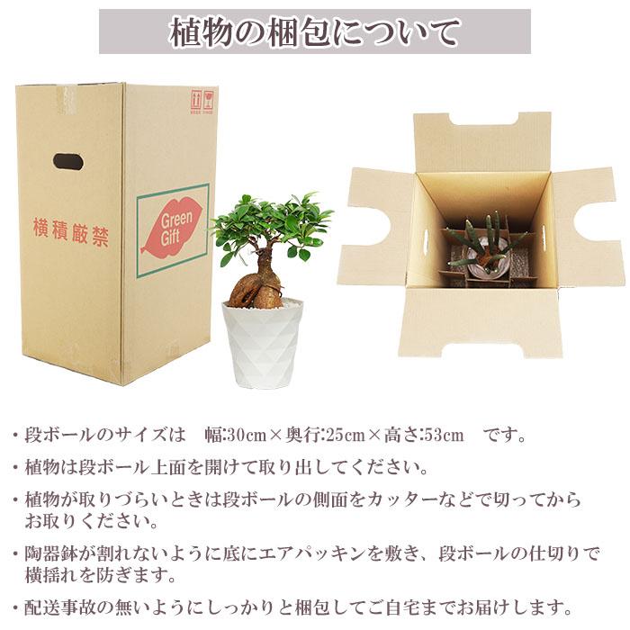観葉植物 ガジュマル 5号 プラ鉢 ダイヤモンド 中型 インテリア ギフト