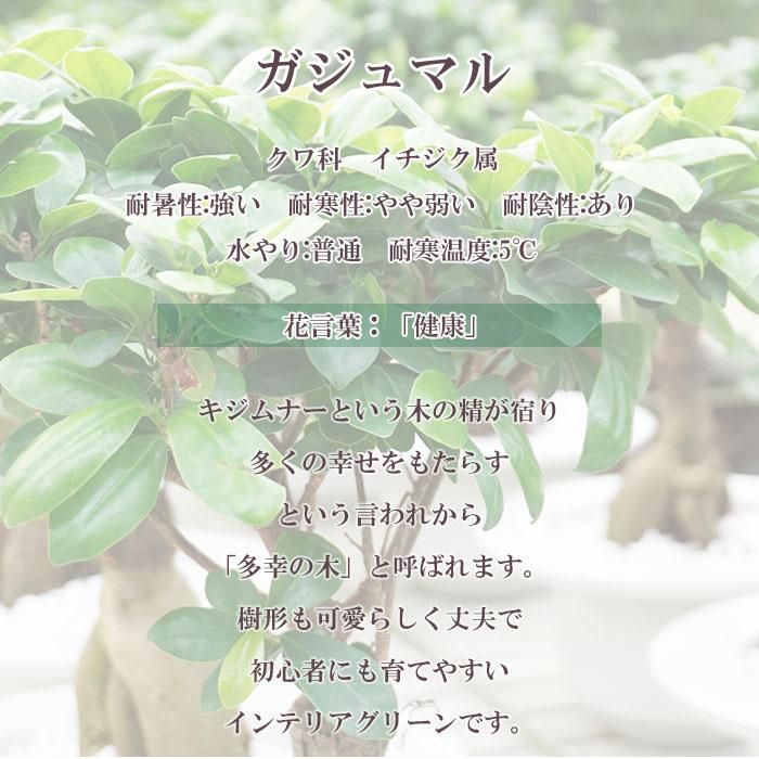 観葉植物 ガジュマル 5号 プラ鉢 ブラック 中型 インテリア ギフト