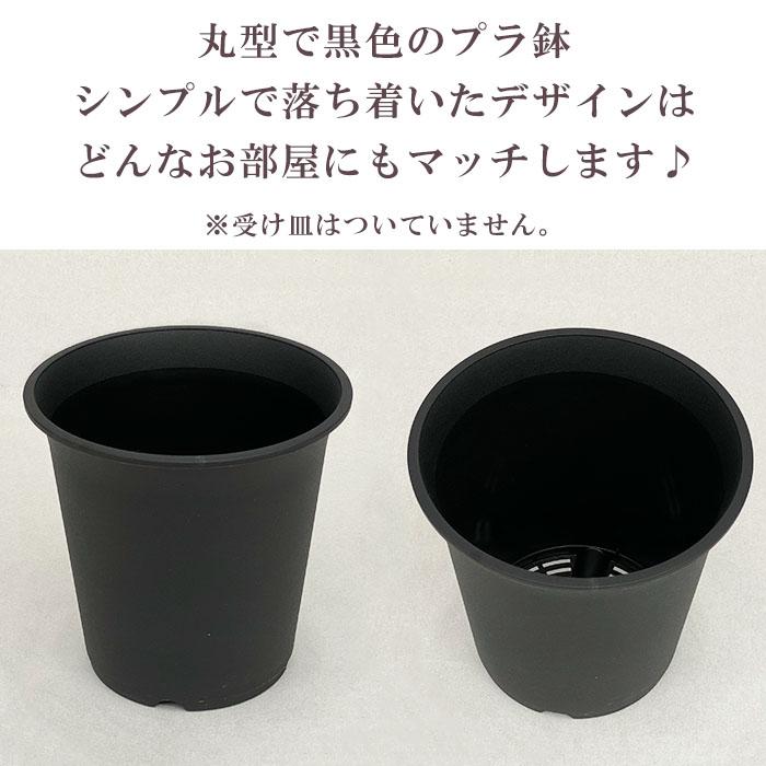 観葉植物 ガジュマル 5号 プラ鉢 ブラック 中型 インテリア ギフト