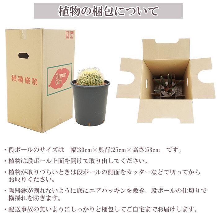 サボテン 金鯱 キンシャチ 8号 ナーセリーポット インテリア ギフト
